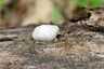 Hamis pöfeteg (Reticularia lycoperdon), Vértes